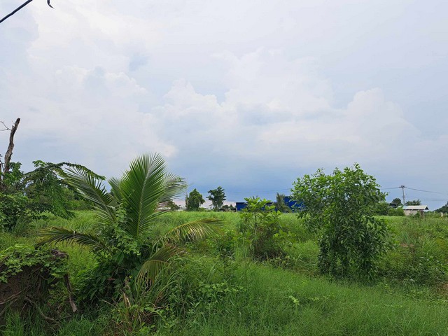 ขายที่ดิน 1 ไร่ รังสิต คลอง10 หนองเสือ โทร 084 992 4497