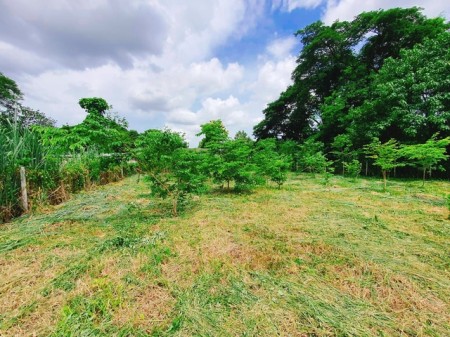 ขายถูกมาก ทีดินตำบลป่าแดด อำเภอเมือง เดินทางสะดวกมาก เพราะอยู่ใจกลางเมือง ใกล้ห้างและสนามบิน