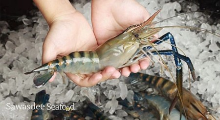กุ้งแม่น้ำสดจัดส่งทั่วประเทศ