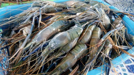 กุ้งแม่น้ำสด อาหารทะเลออนไลน์ ส่งทั่วไทย