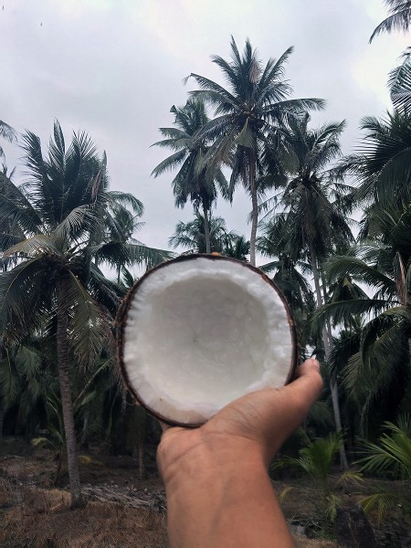 ขาย สินค้า จำหน่ายมะพร้าวกะทิแบบลูก ประจวบครีรีขันธฺ์ ส่งฟรีกรุงเทพปริมณฑล มะพร้าวกะทิ ทับสะแก